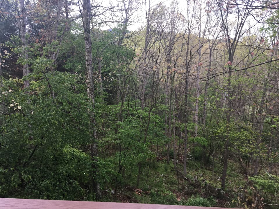 Views from treehouse deck