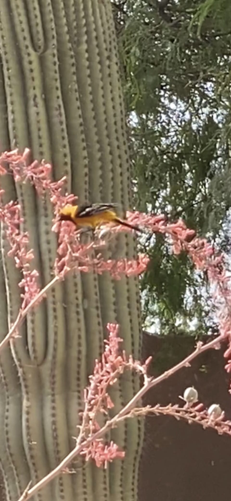 Orioles, quail, hummingbirds, cactus wren, doves, hawks and owls live here, too