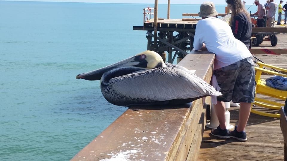 Pelican on the Pier