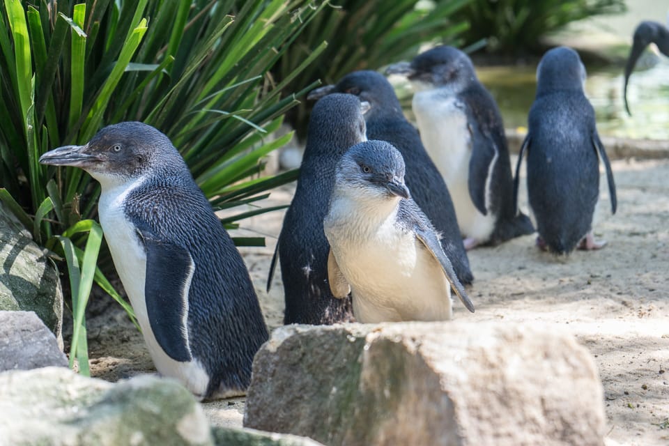 Penguin Island (30 min kayak)