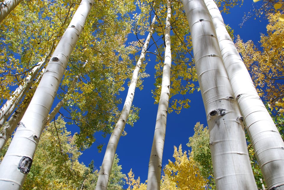 Fall Aspen Trees in Vail