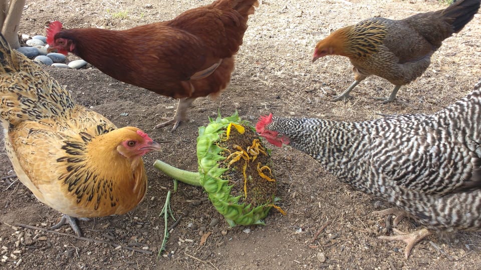 Happy chickens :-)