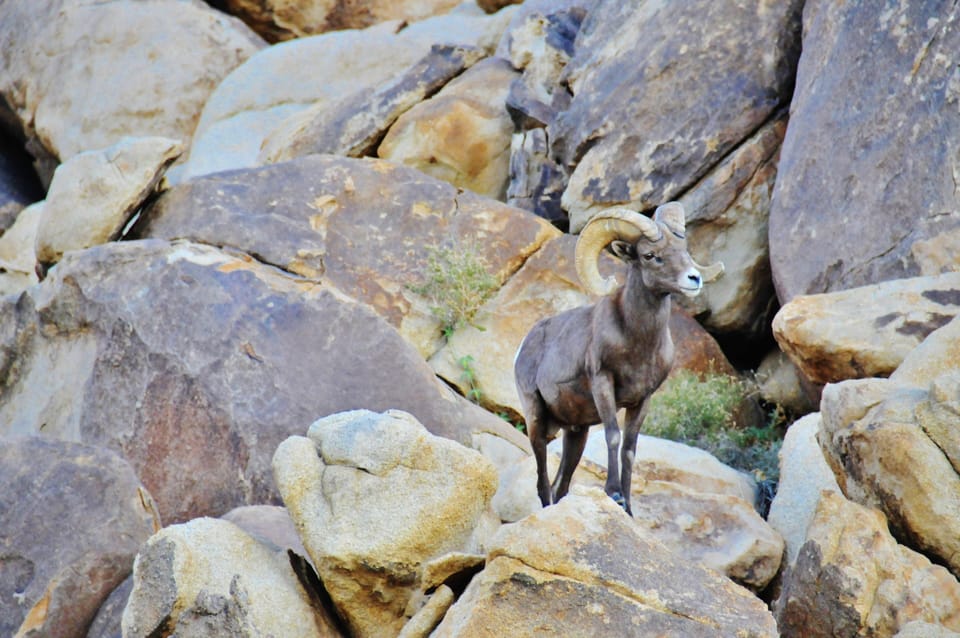 Male Bighorn, leader of the herd in the boulders above the house.
