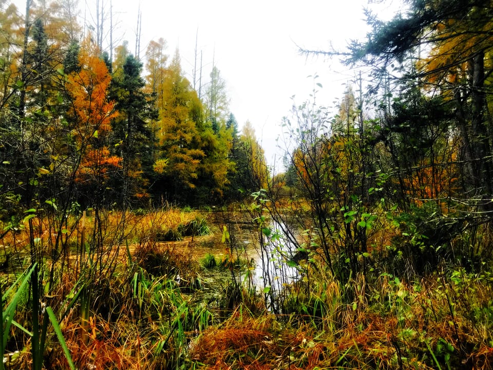 Small pond in tamarack and pine woods