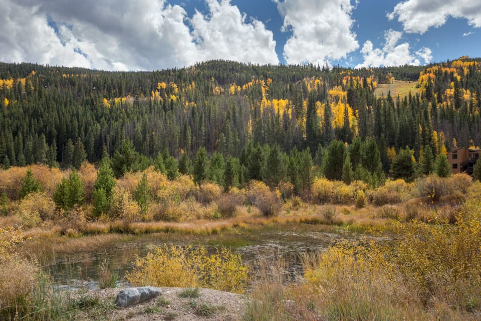 Spectacular mountain wilderness showcases brilliant autumn colors, with golden aspen groves painting the forested hillsides in this pristine natural setting.