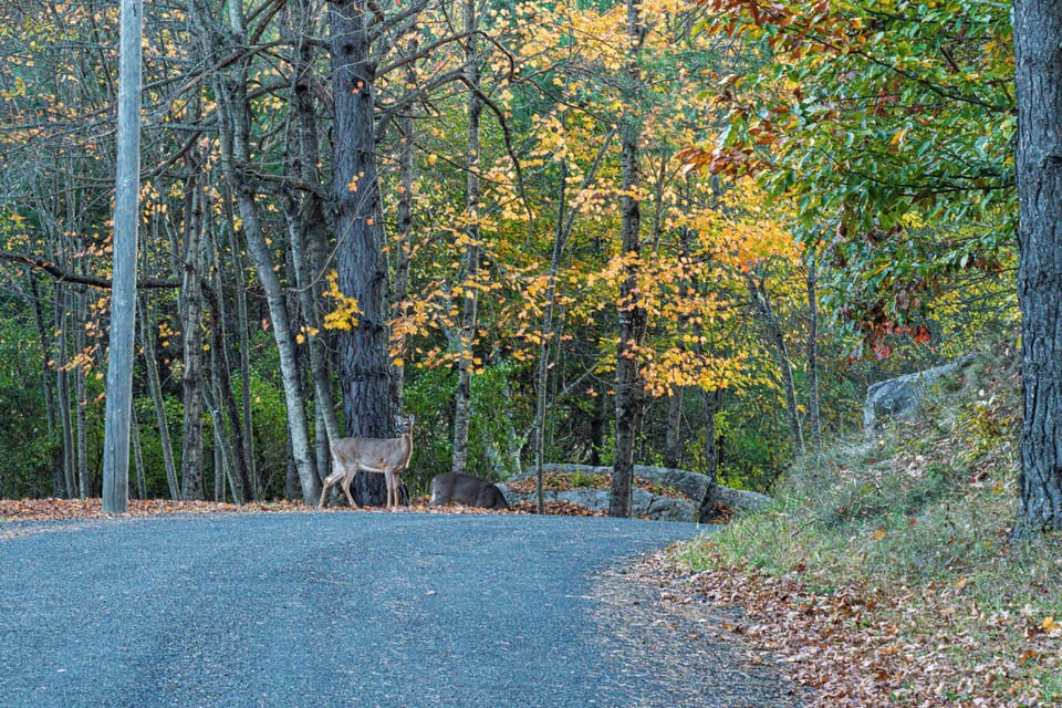 Frequent wildlife sightings add to the peaceful Adirondack escape