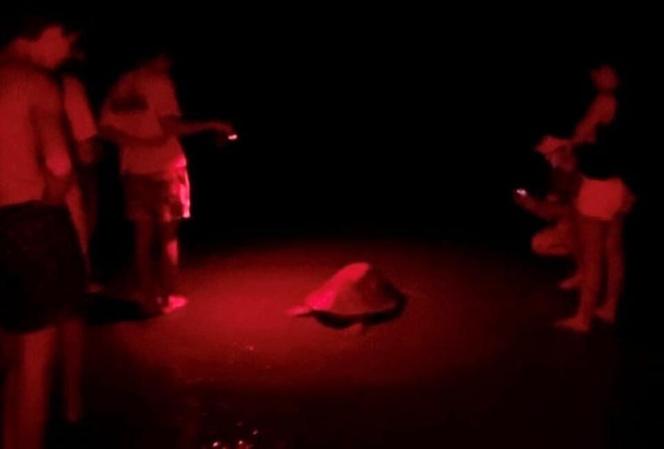 Enjoy this miracle! turtles lay their eggs in the beach, high season begins July