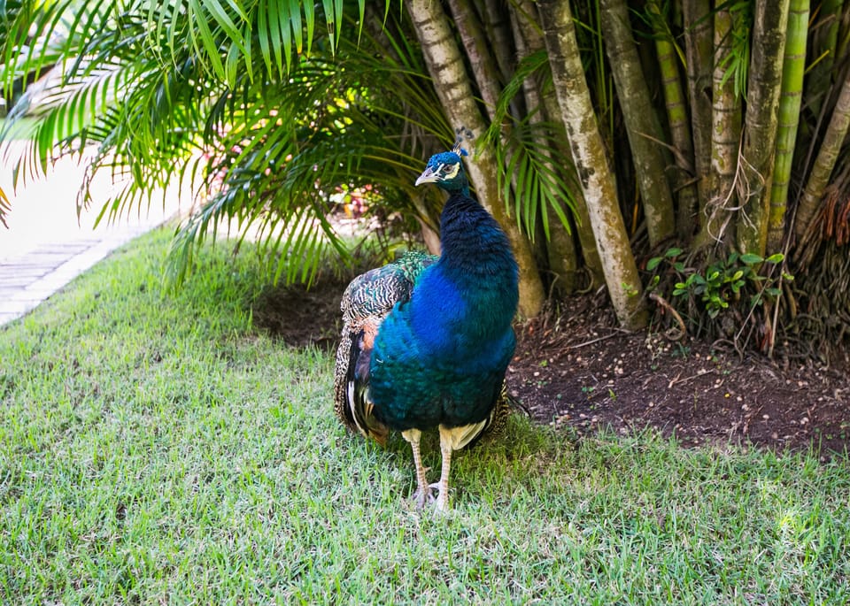 The ground are well-maintained and home to peacocks, iguanas, and more!
