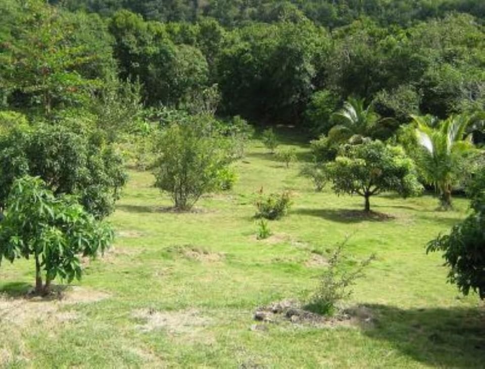Garden, Park