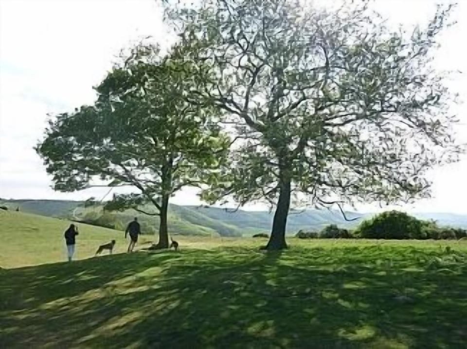 Walking on the South Downs
