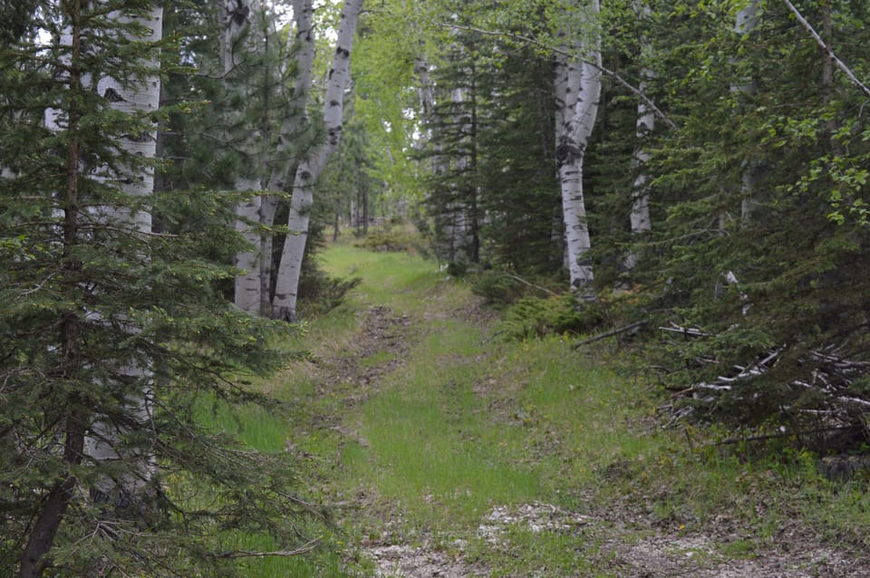 The trail heading south from the cabin that connects to FS trail 247.1E