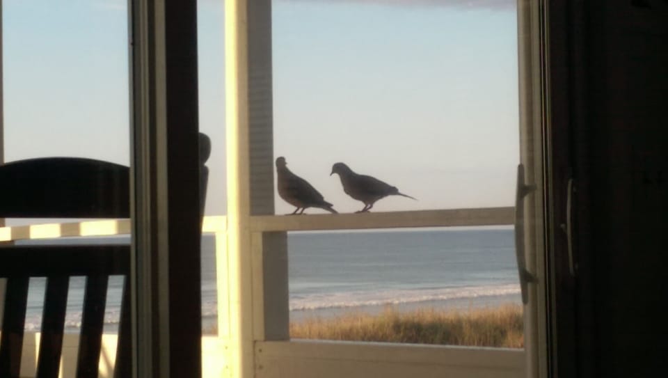 Even the mourning doves love our balcony :-)