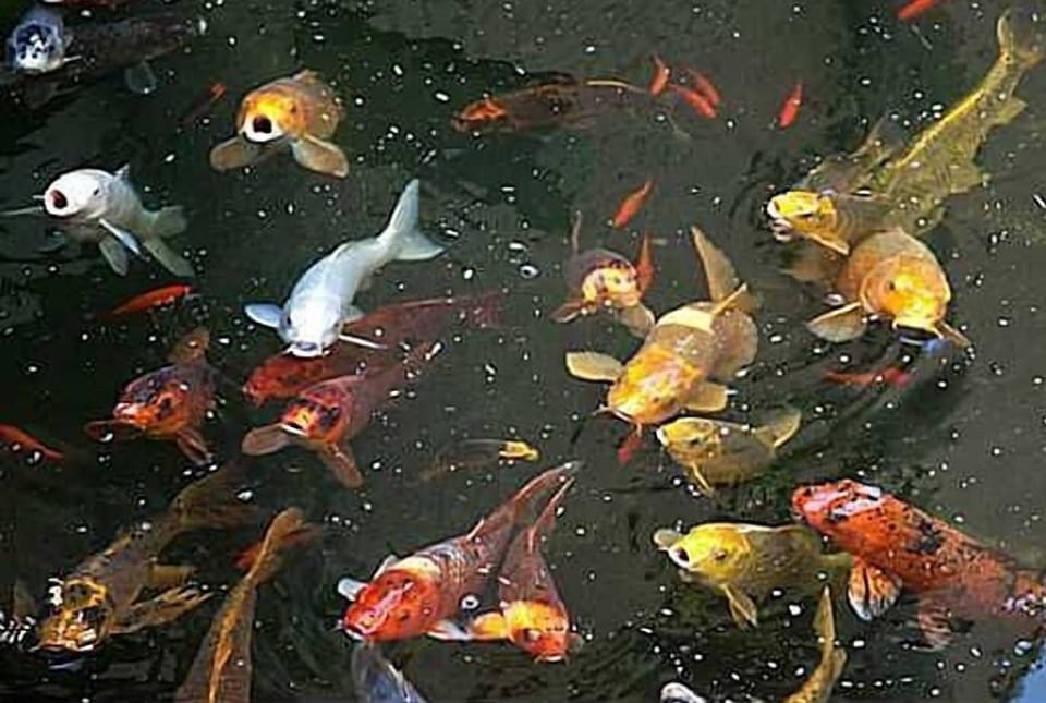 Koi Pond