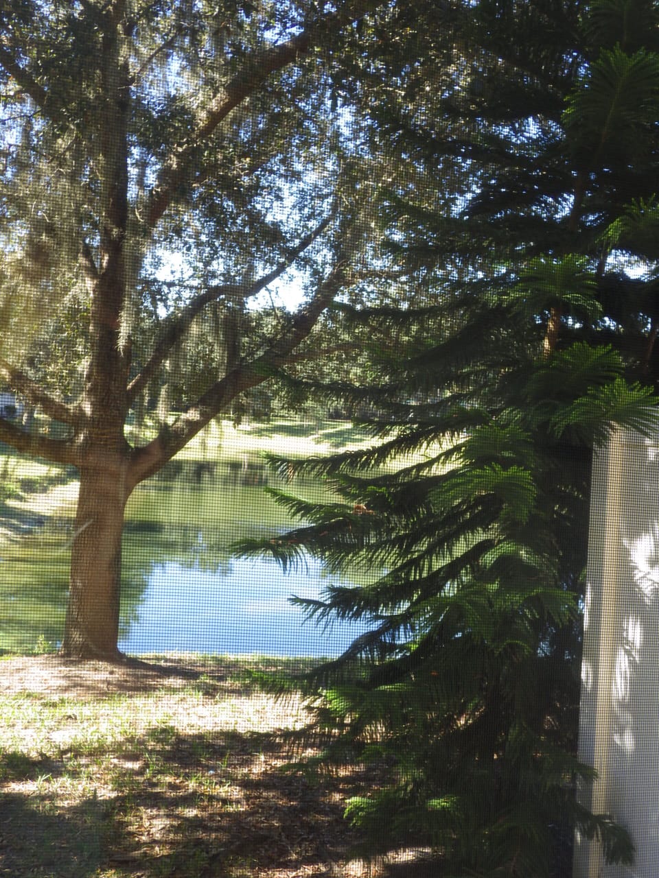 view from the backdoor