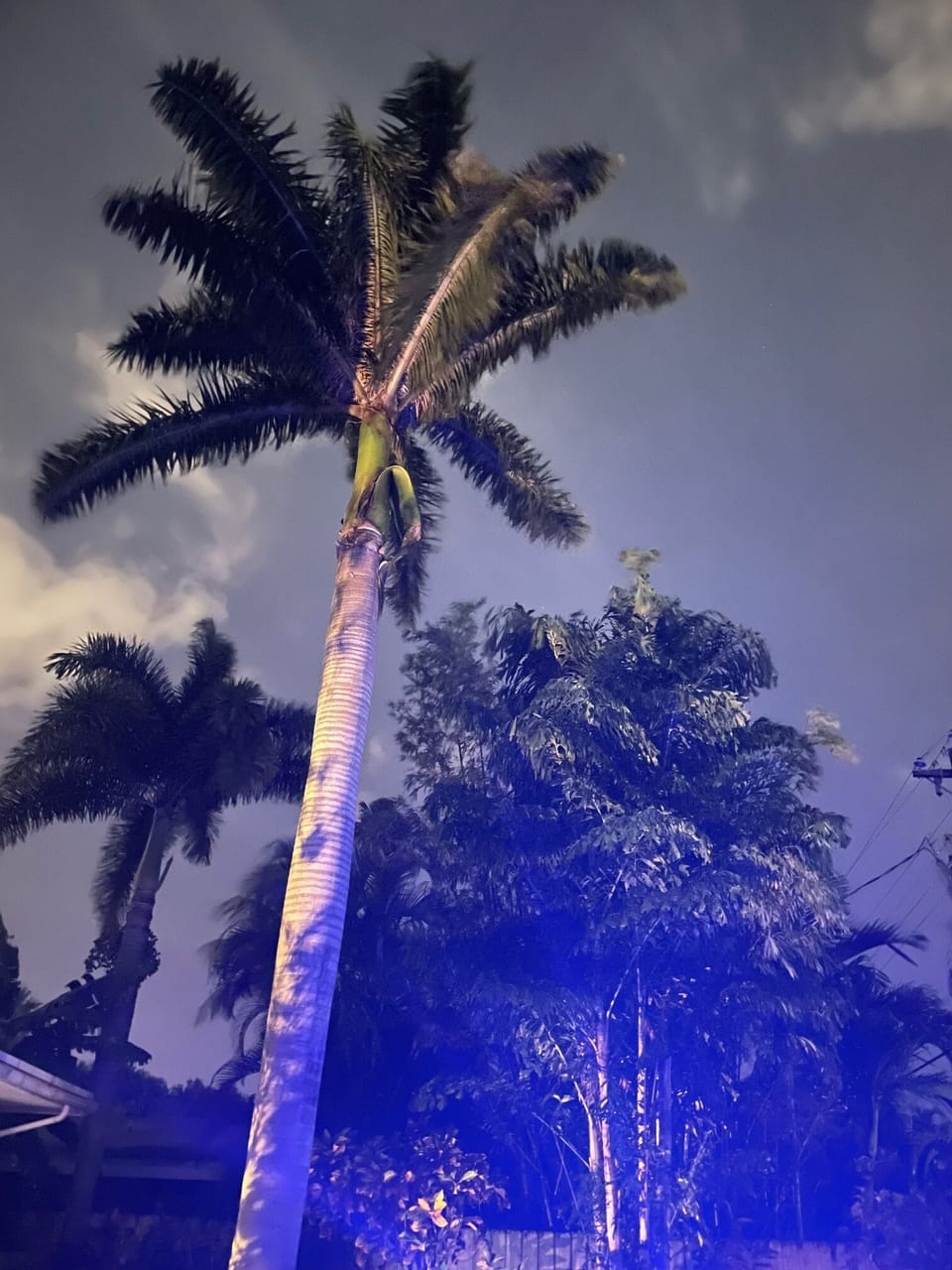 Imperial palm at night 