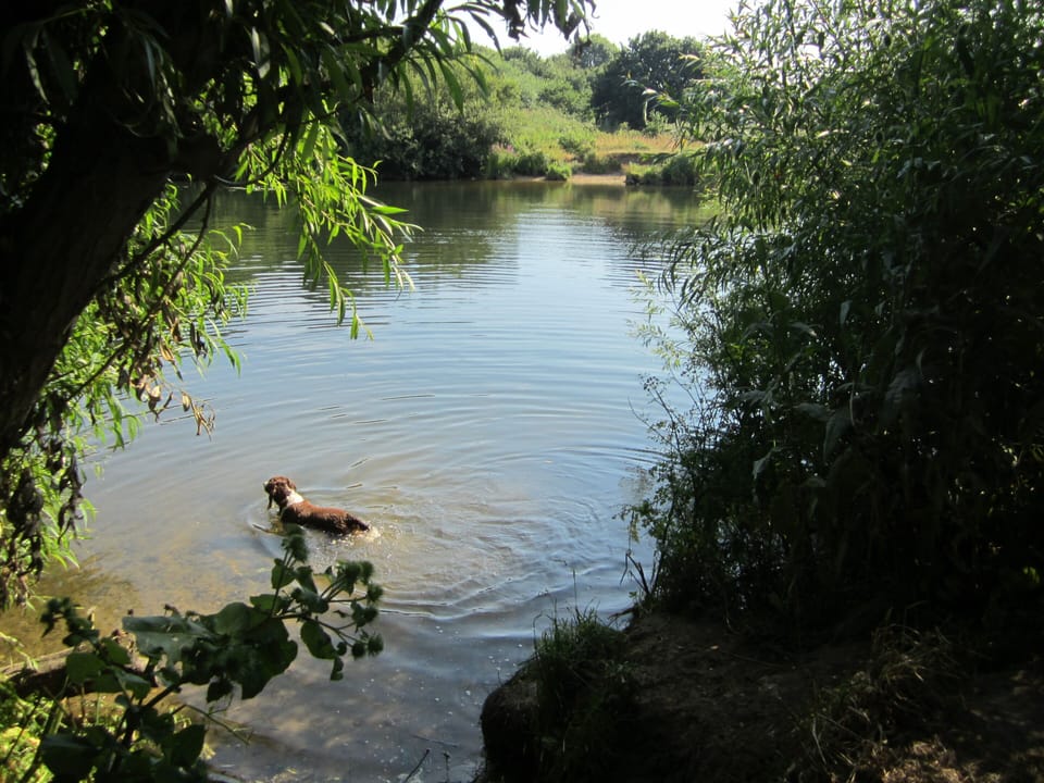 River 2 mins walk where dogs can cool down