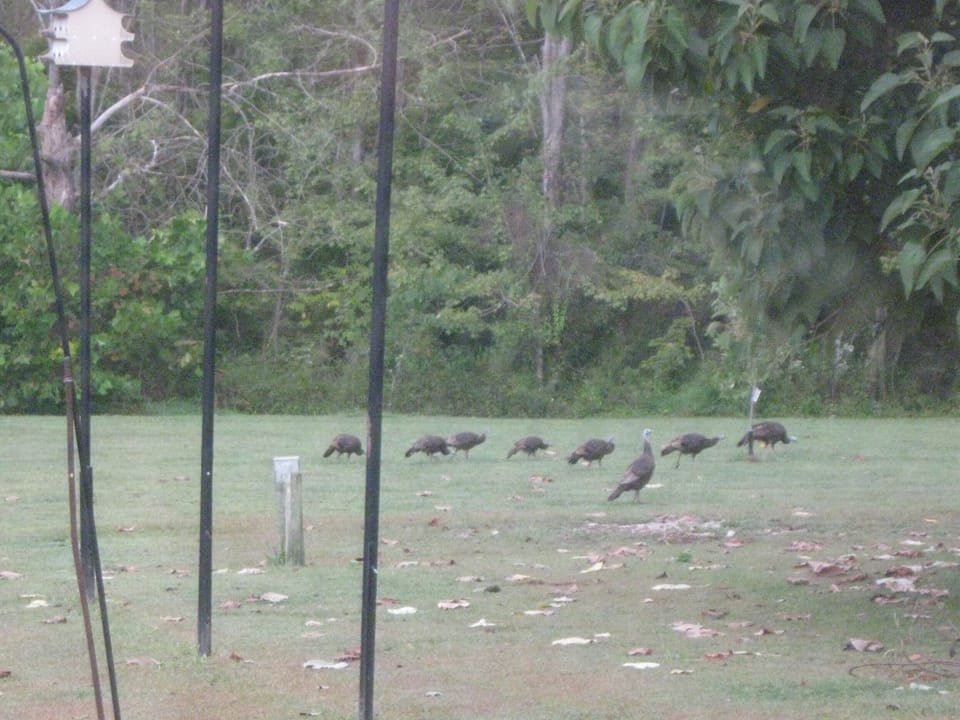the Rowdy neighbors
