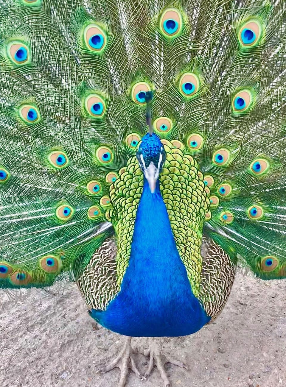Beautiful peacocks flirting for snacks :-)