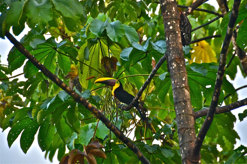 Costa rica has over 850 species of birds
