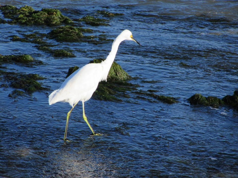 Egret on beach south