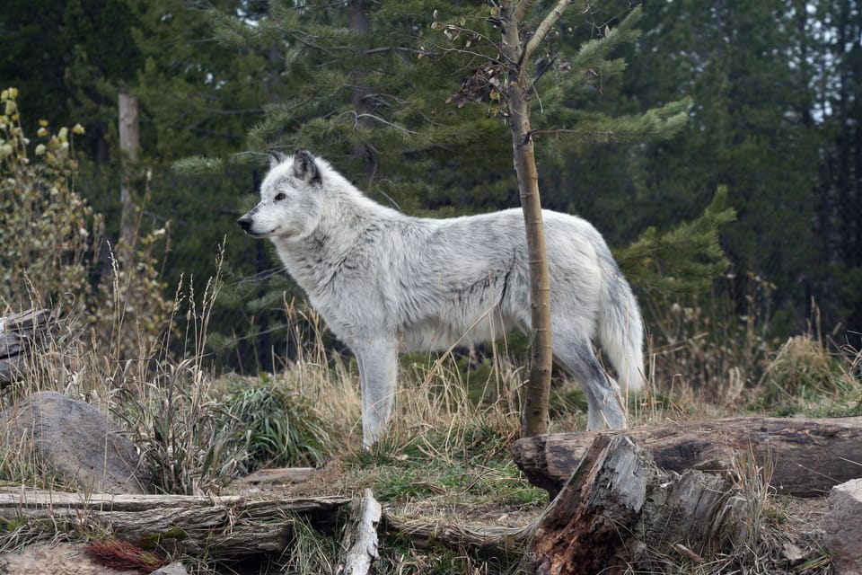 Wolf at the Discovery Center.