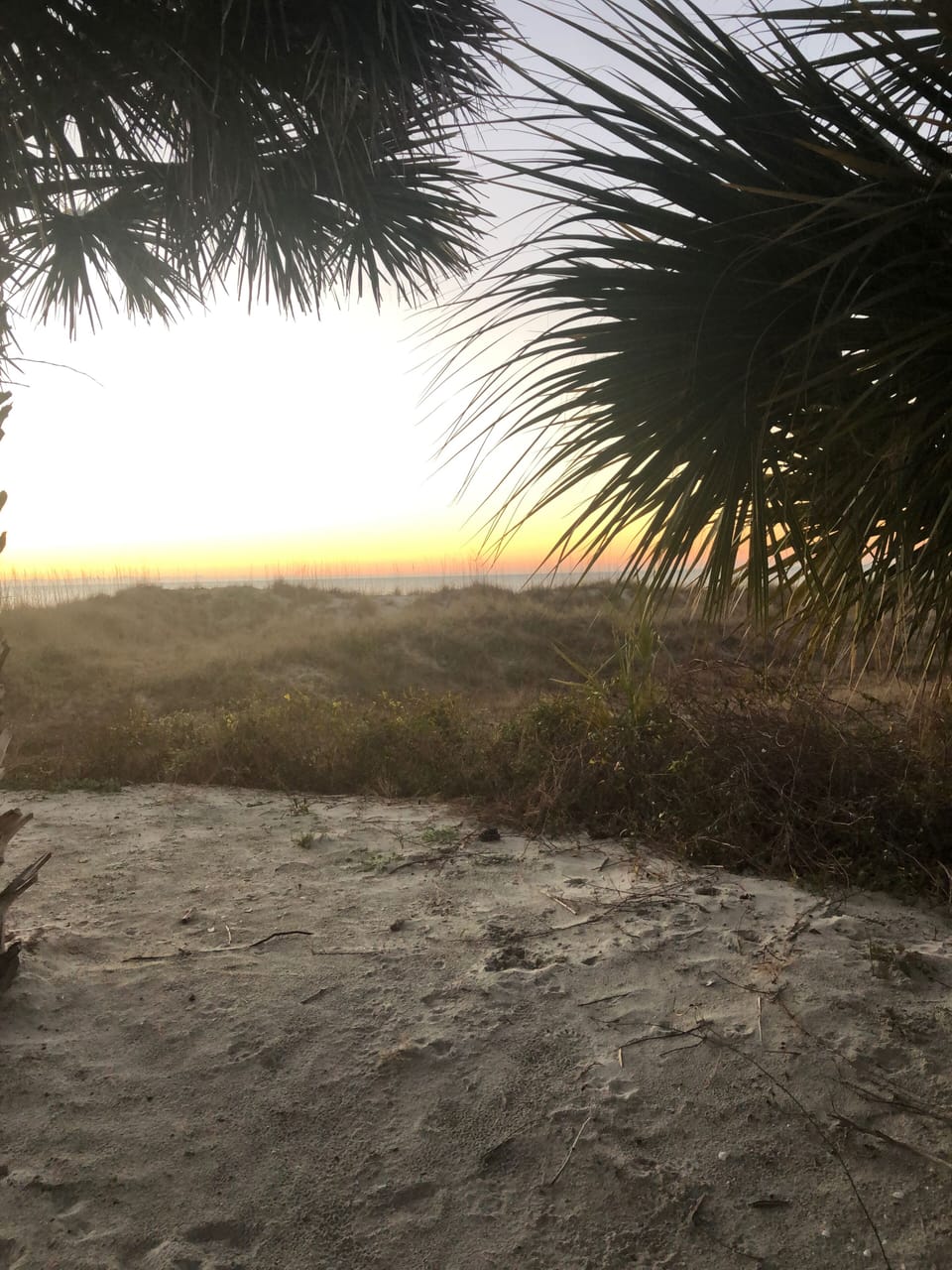 Beach sand dunes 