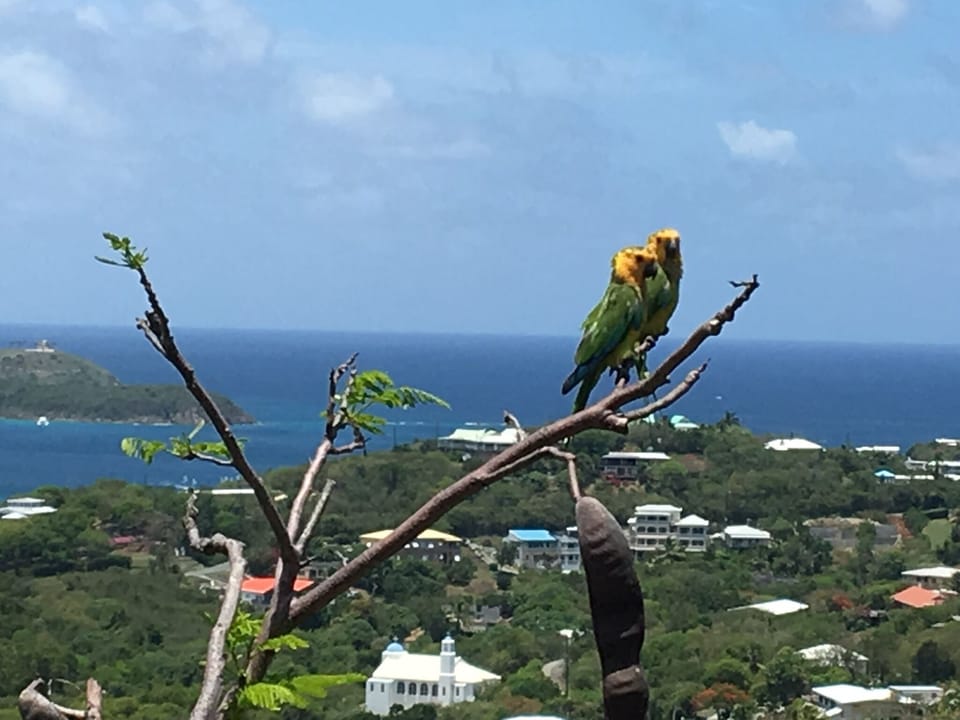 Lots of parrots