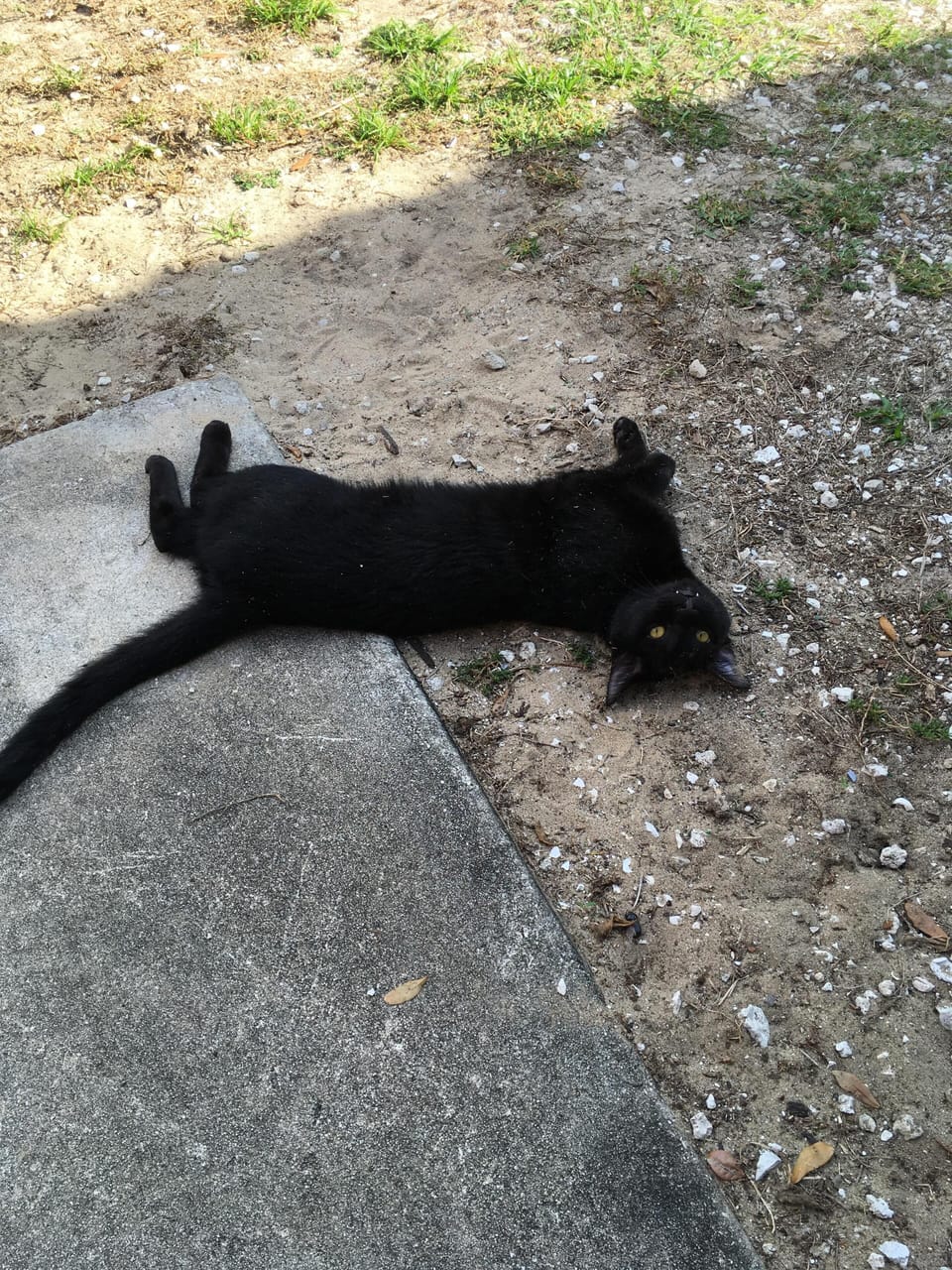 Trouble being silly. She's a good kitty!