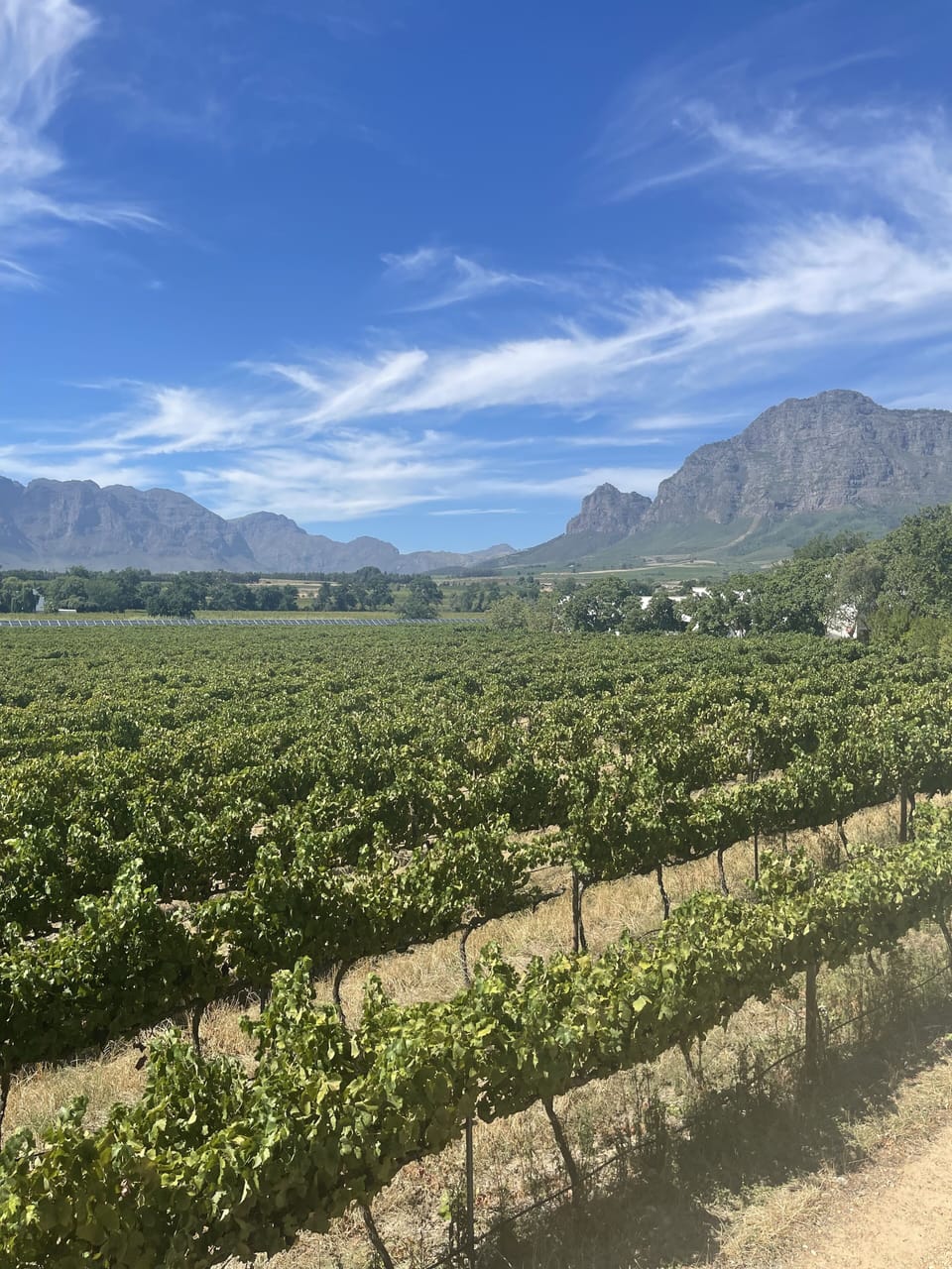 Vineyard