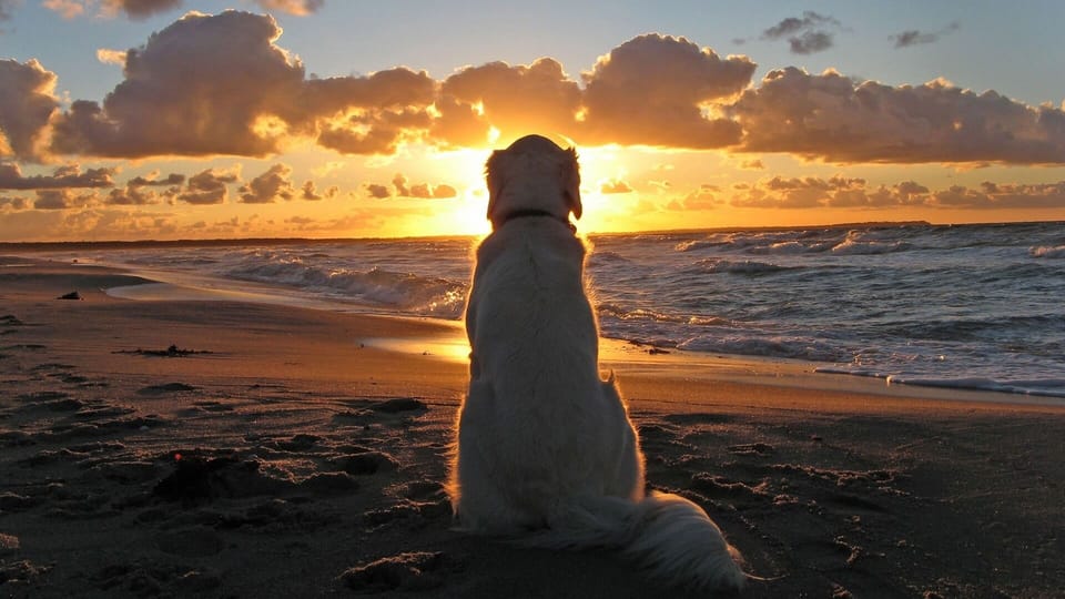 Even dogs appreciate beauty