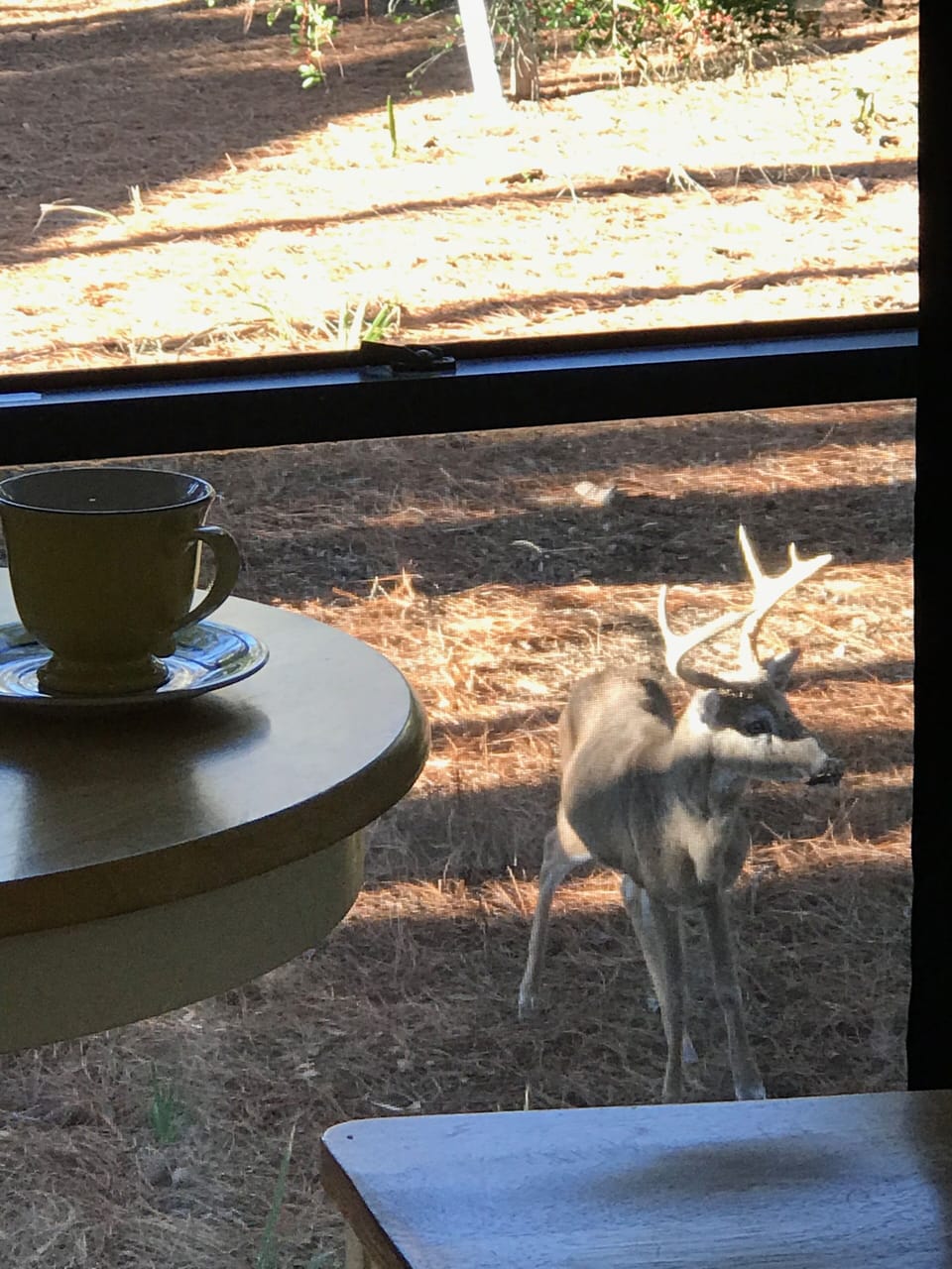 Coffee and deer anyone?