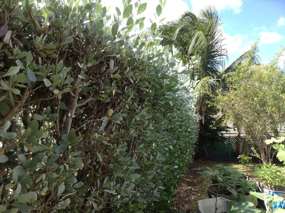 Backyard gardens