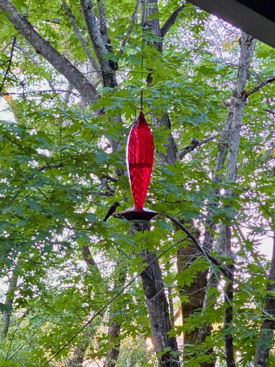 Hummingbirds greet you as they enjoy 2 feeders on the lower deck. 