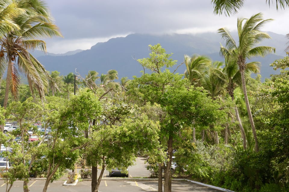 El Yunque Rainforest is seen from the hallways.