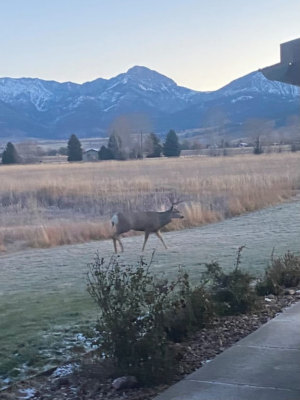 5 point Whitetail Buck
