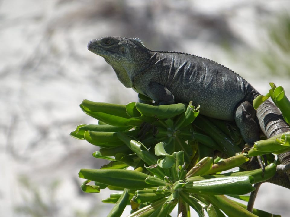 Iguanas on one of our favorite trips - little water quay.
