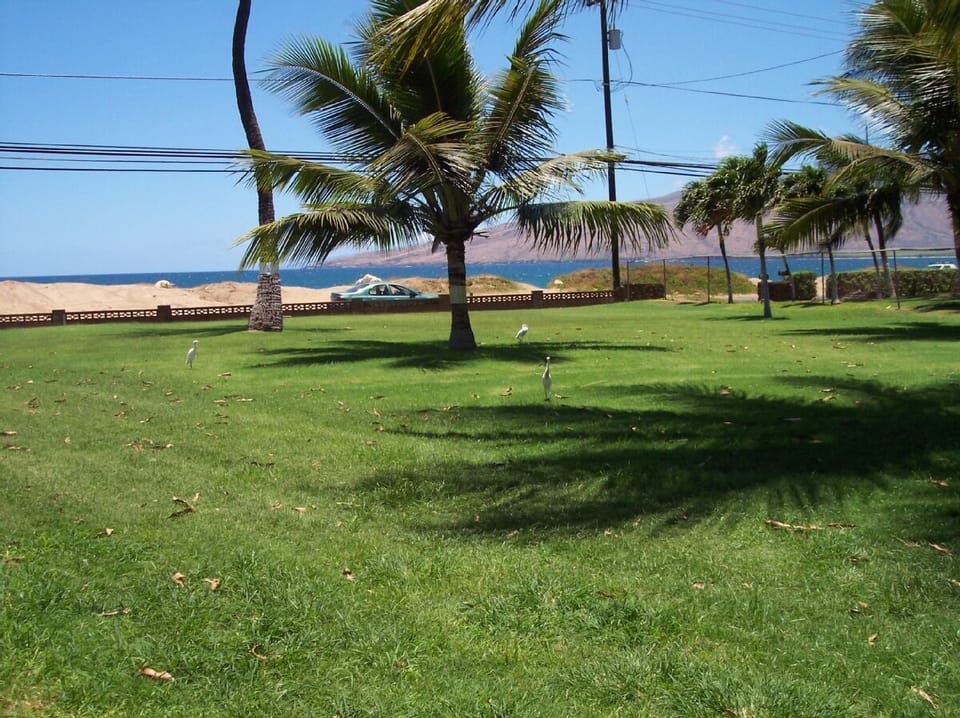 Front lawn