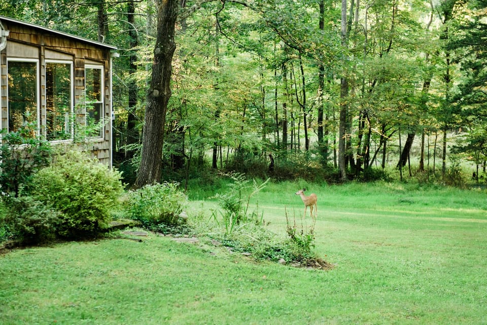 Deer in the yard