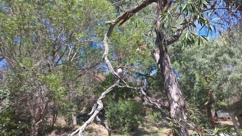 Resident Kookaburra