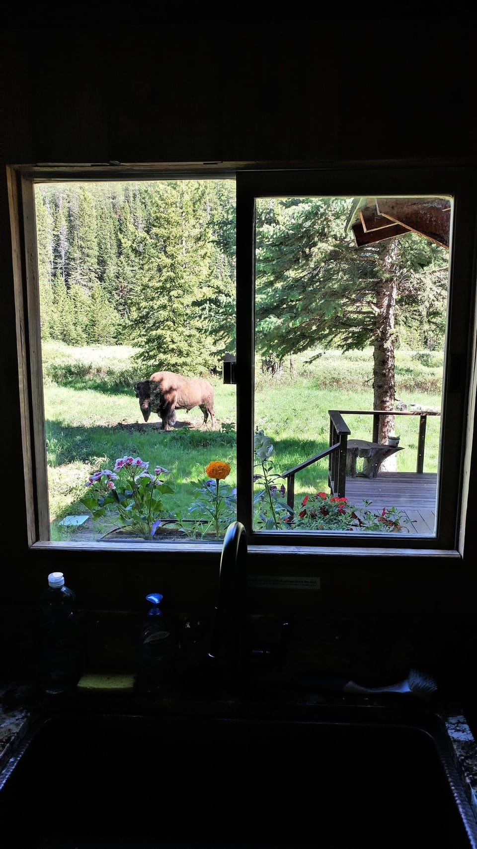 Bison-watching through the kitchen window