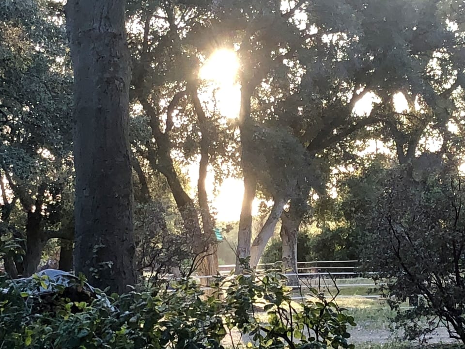 Ancient oaks provide beauty and shade