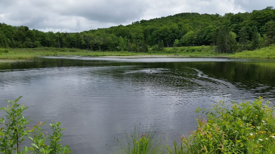 Dog swimming private lake 