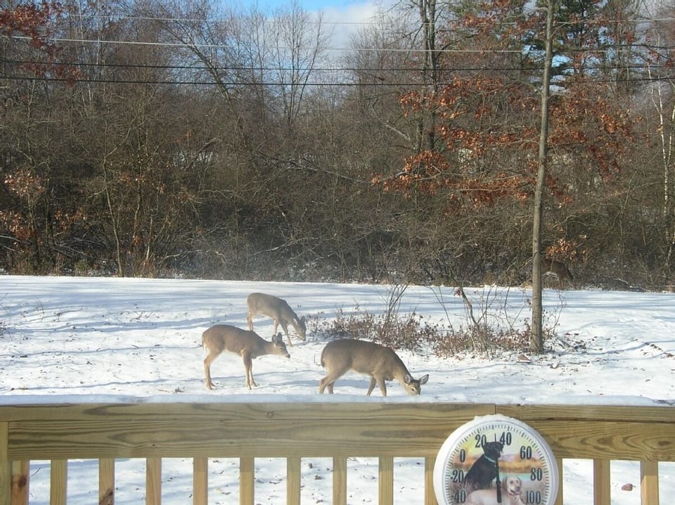 Don't forget the apples