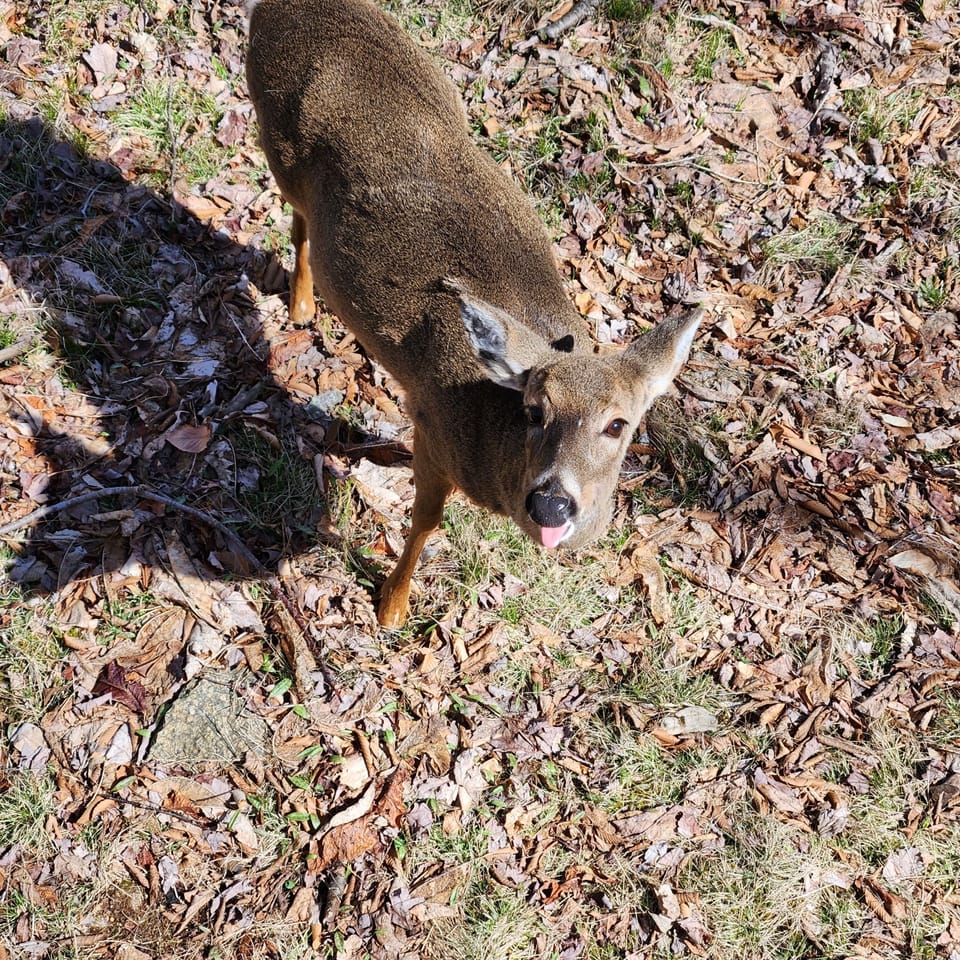 Can I get some more apples?