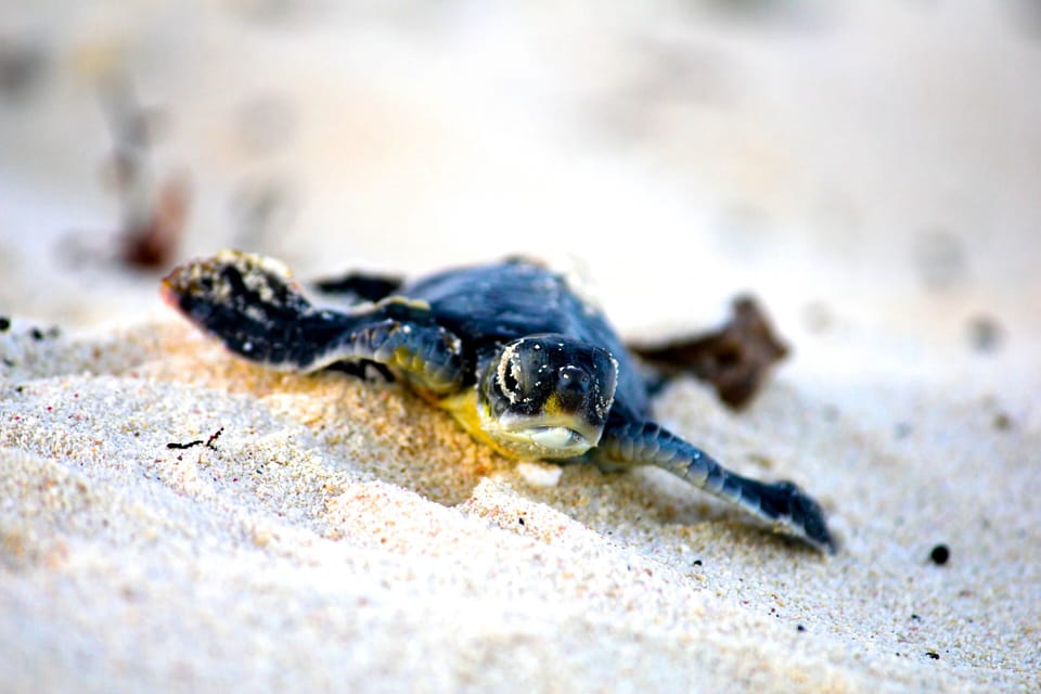 Witness the Cozumel Marine Park release of baby turtles from their nests