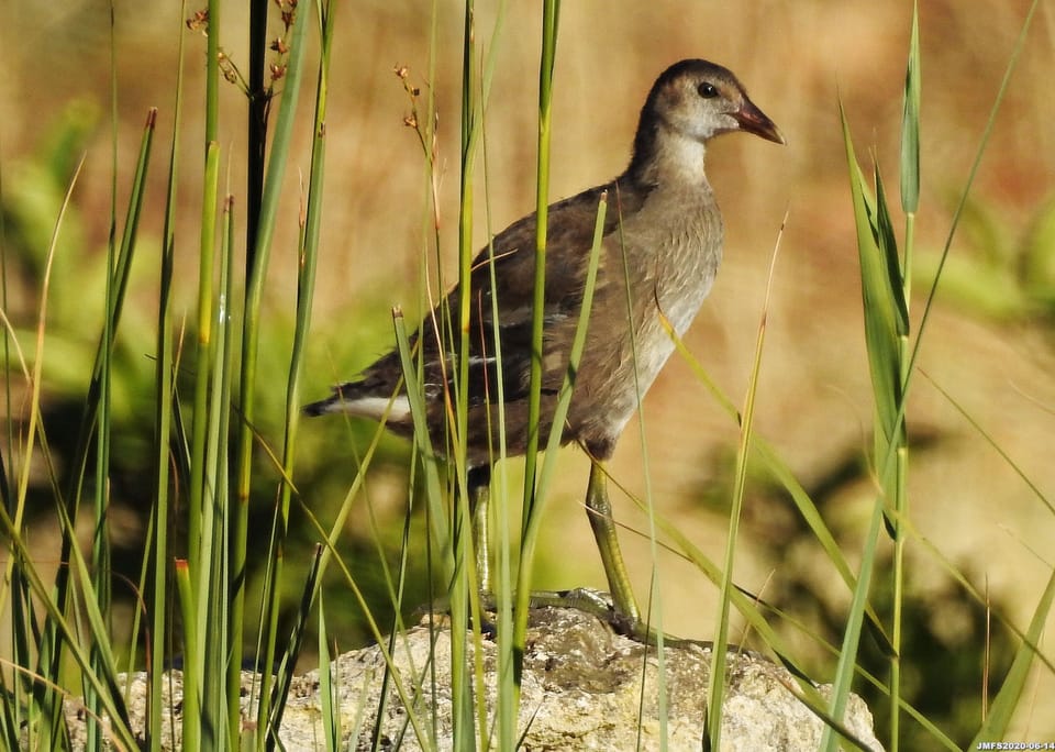 Water fowl.