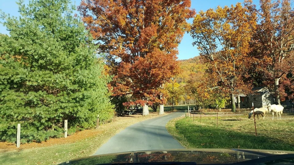 Road to the cabin in fall setting