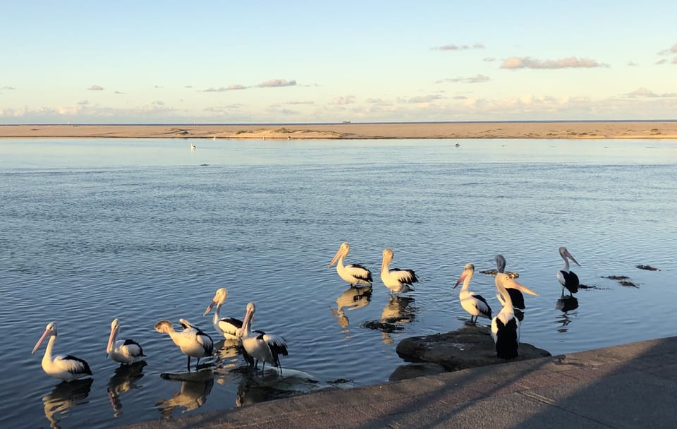 Pelicans in the sunset right in front of your unit