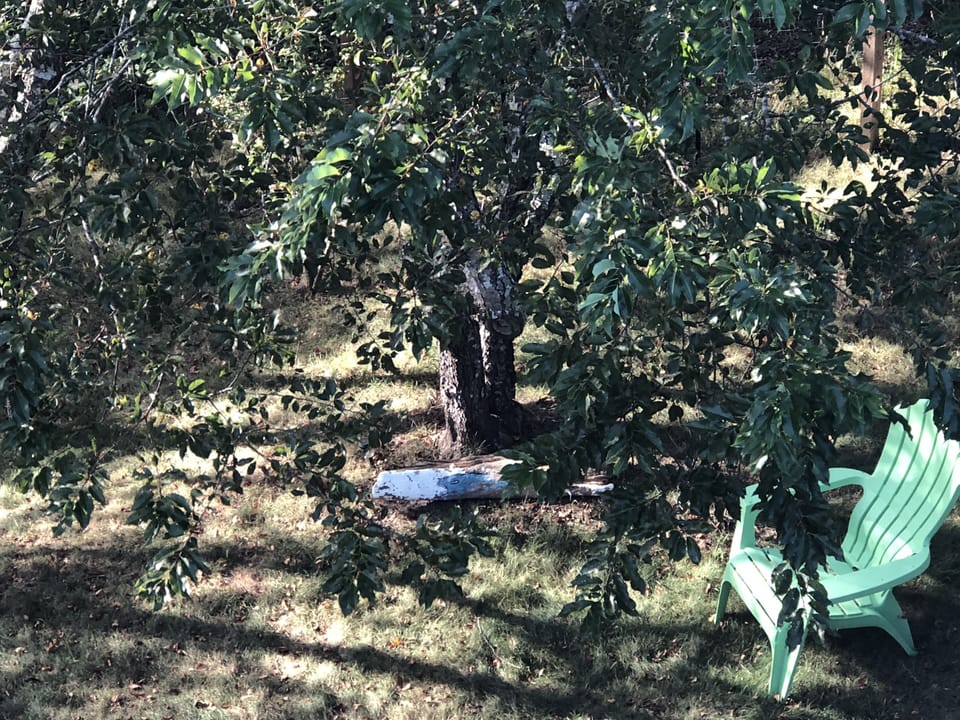 A spot for reading in back yard.