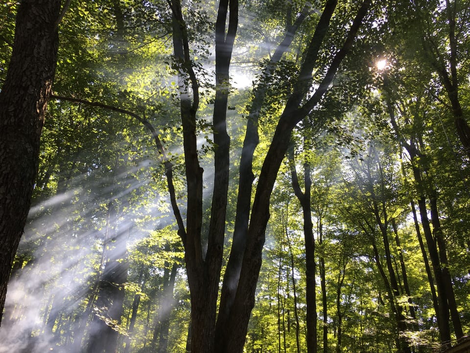 Camp fire smoke in the trees.
